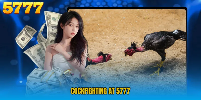 Cockfighting at 5777 