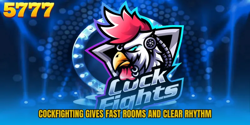 Cockfighting gives fast rooms and clear rhythm